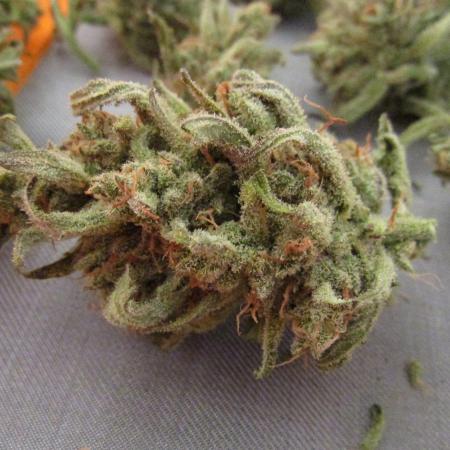 Fast Buds Outdoor 2026 -Guava RF3 Auto