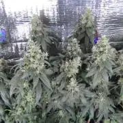Teufels Plätzchen ! USA Genetics 2026
