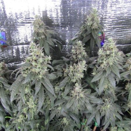 Teufels Plätzchen ! USA Genetics 2026