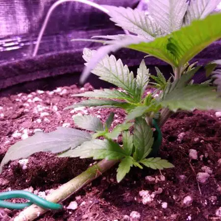 Crackers von Super Strains