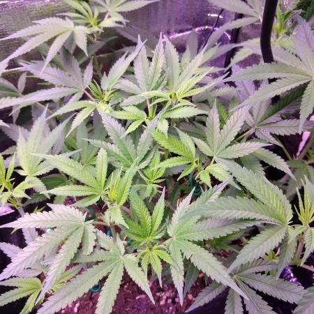 Crackers von Super Strains