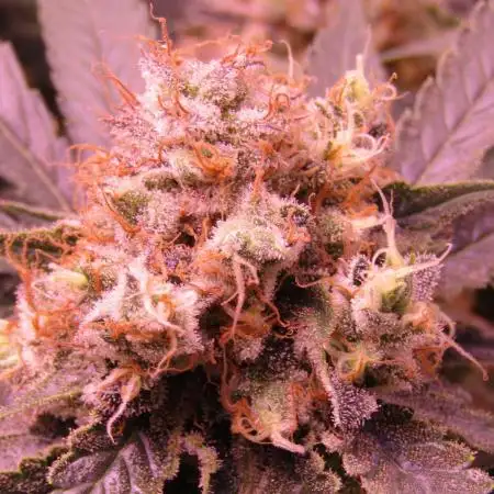 Crackers von Super Strains