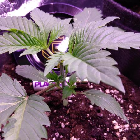 Eternity Grow Cup 2026