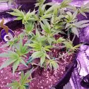 Crackers von Super Strains