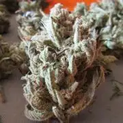 Fast Buds Outdoor 2026 -Guava RF3 Auto