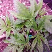 Crackers von Super Strains