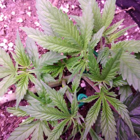 Crackers von Super Strains