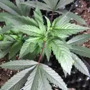 Teufels Plätzchen ! USA Genetics 2026
