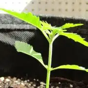 Fast Buds Outdoor 2026 -Guava RF3 Auto