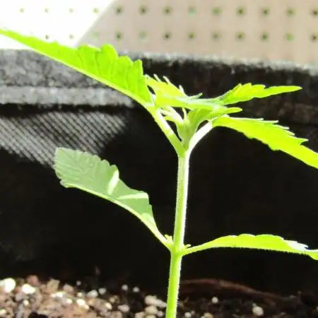 Fast Buds Outdoor 2026 -Guava RF3 Auto