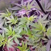 Crackers von Super Strains