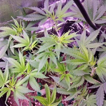 Crackers von Super Strains