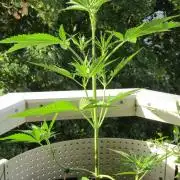 Fast Buds Outdoor 2026 -Guava RF3 Auto