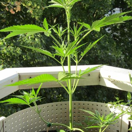 Fast Buds Outdoor 2026 -Guava RF3 Auto