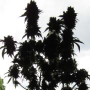 Eternity Grow Cup 2026