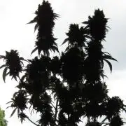 Eternity Grow Cup 2026