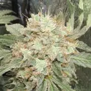 Teufels Plätzchen ! USA Genetics 2026