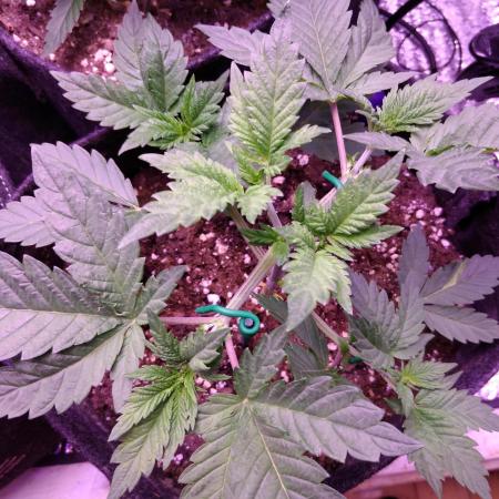 Eternity Grow Cup 2026