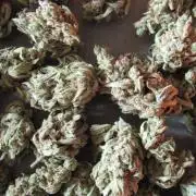 Fast Buds Outdoor 2026 -Guava RF3 Auto