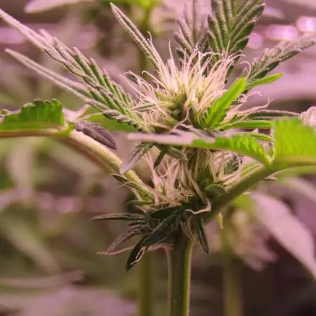 Eternity Grow Cup 2026