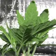 Delicious Seeds 2026 Contest-Golosa