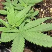 Delicious Seeds 2026 Contest-Golosa