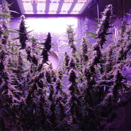 Der 2. Run ! .........die 2. !!!