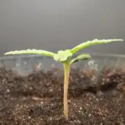 Delicious Seeds 2026 Contest-Golosa
