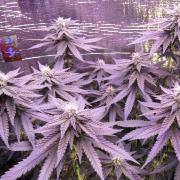 Teufels Plätzchen ! USA Genetics 2026