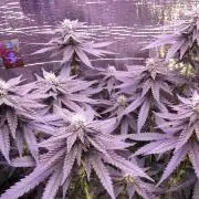 Teufels Plätzchen ! USA Genetics 2026