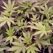 Eternity Grow Cup 2026