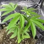 Teufels Plätzchen ! USA Genetics 2026