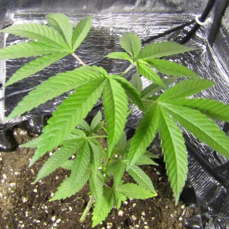 Teufels Plätzchen ! USA Genetics 2026