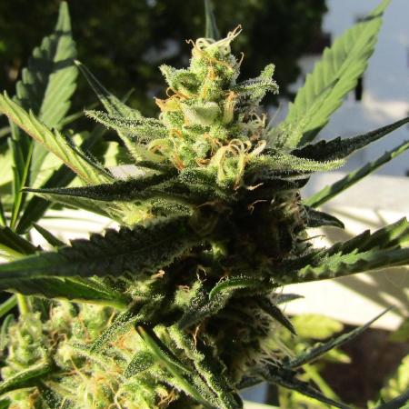 Fast Buds Outdoor 2026 -Guava RF3 Auto