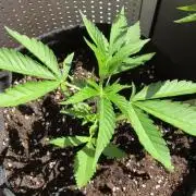 Fast Buds Outdoor 2026 -Guava RF3 Auto