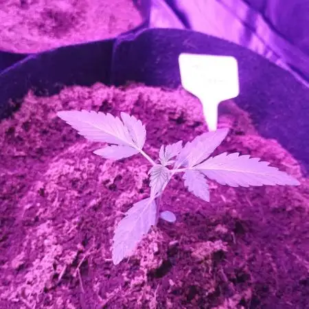 Garlic jam auto