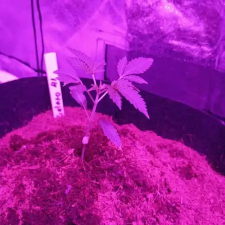 Gelato 41 auto