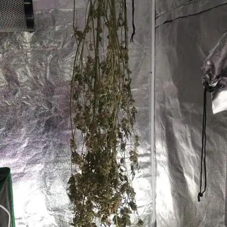 Durban poison auto 2