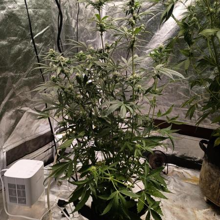 Wedding cake auto