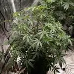 Blue dream auto