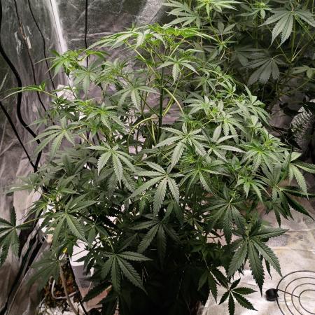 Blue dream auto