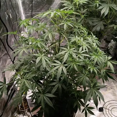 Blue dream auto