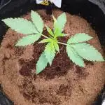 Gummybears auto
