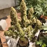Cosmic cupcake auto