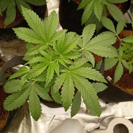 Wedding cake auto