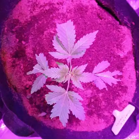 Garlic jam auto