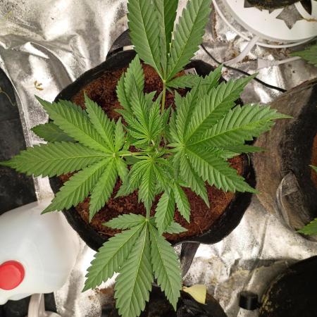 Blue dream auto