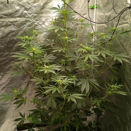 Gummybears auto