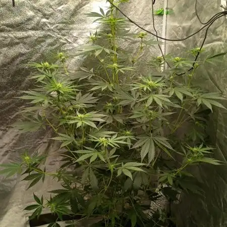 Gummybears auto