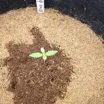 Blue dream auto